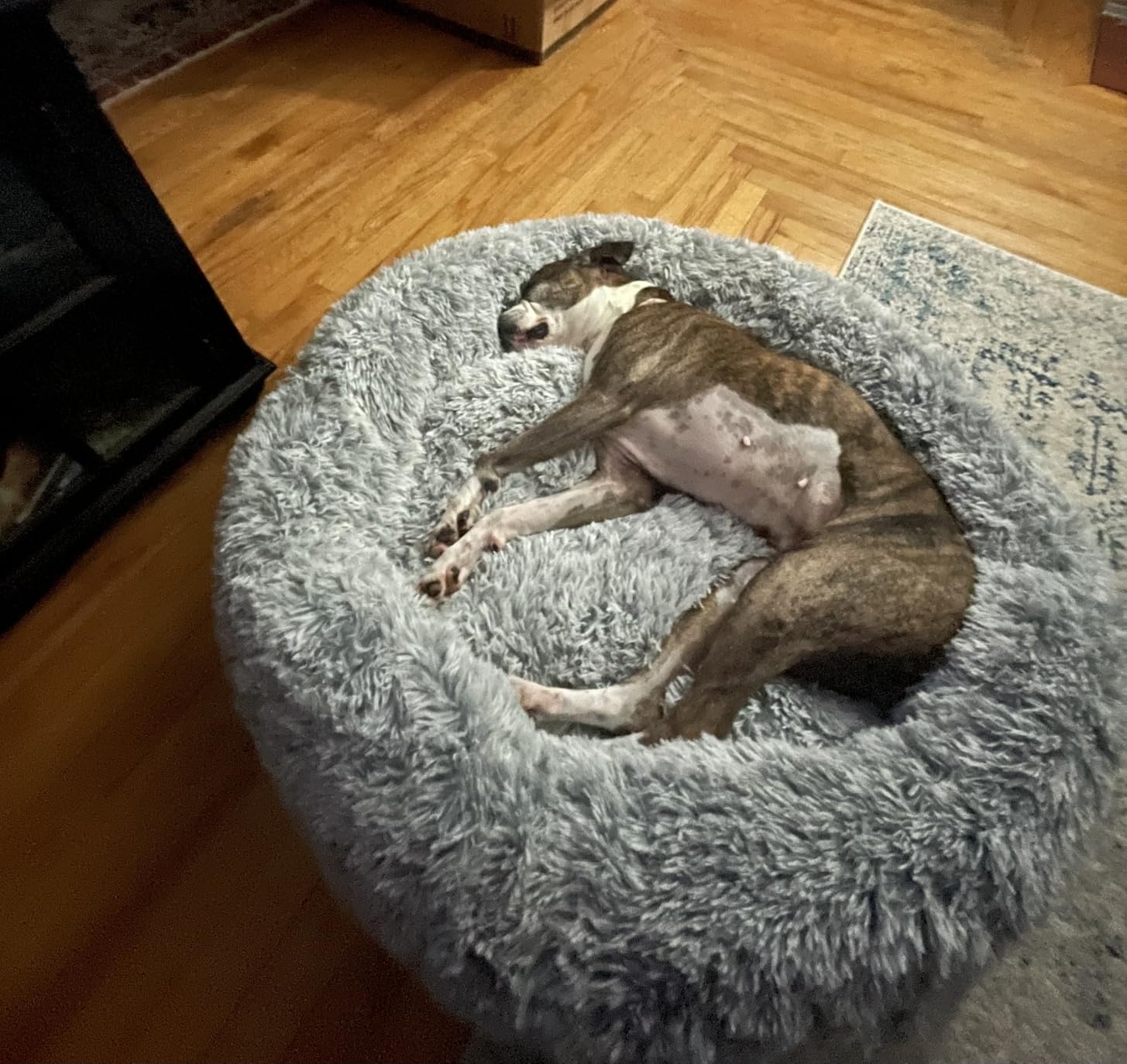 Bedfolks Calming Fluffy Donut Dog Bed for Medium Dogs,Dark Grey, 30