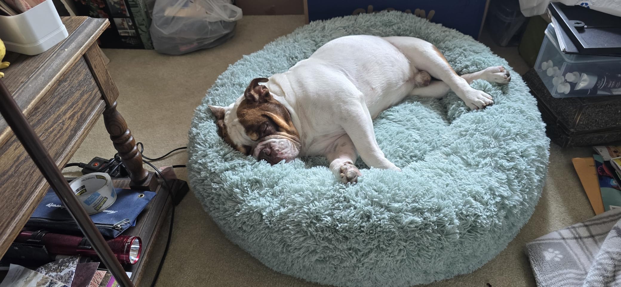 Bedsure Calming XL Dog Bed Donut Washable Extra Large Pet Bed,45ins Camel customer photo 1
