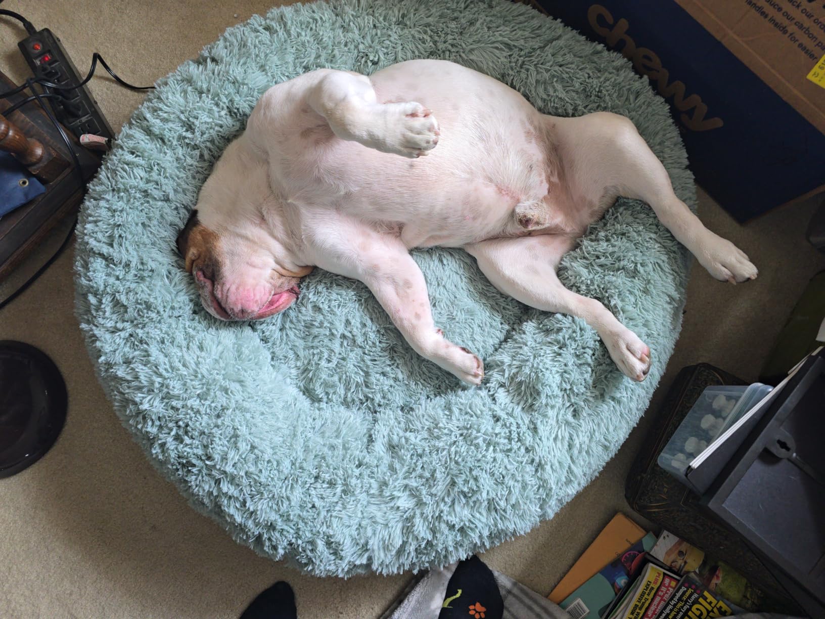 Bedsure Calming XL Dog Bed Donut Washable Extra Large Pet Bed,45ins Camel customer photo 2