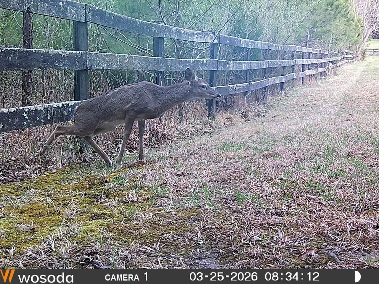 WOSODA 2 Pack Trail Cameras with Night Vision Motion Activated Waterproof,48MP Hunting Game Camera,1080P HD Trail Cam for Wildlife Monitoring,Outdoor Scouting & Security(Non-Cellular Non-WiFi) customer photo 2