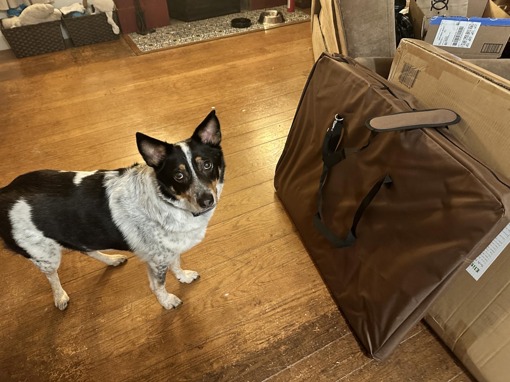 EliteField 4-Door Folding Soft Dog Crate with Curtains (2-Year Warranty) customer photo 2