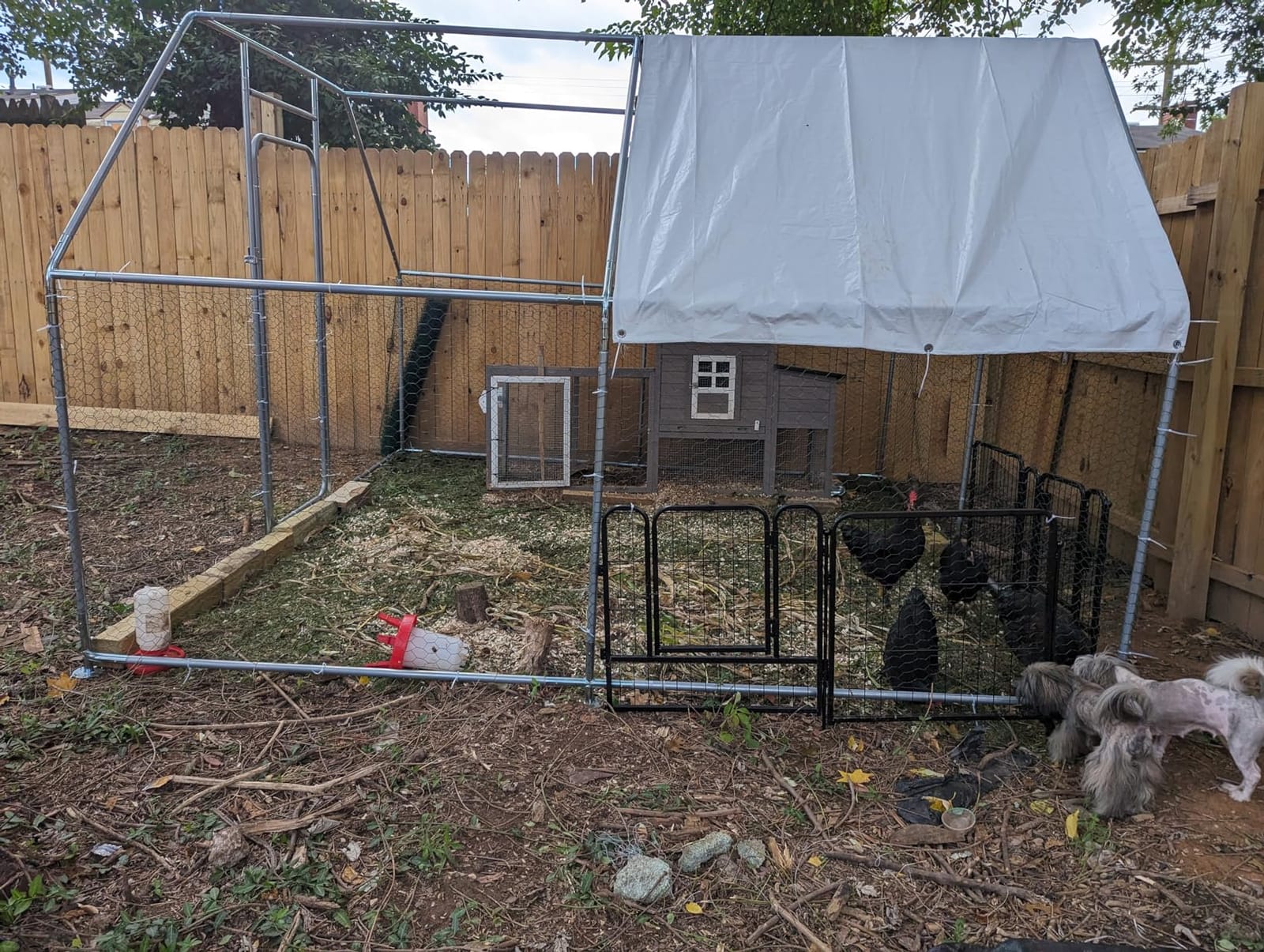 2-in-1 Chick Starter Set: 0.3 Gal Feeder & 0.4 Gal Waterer Red customer photo 1