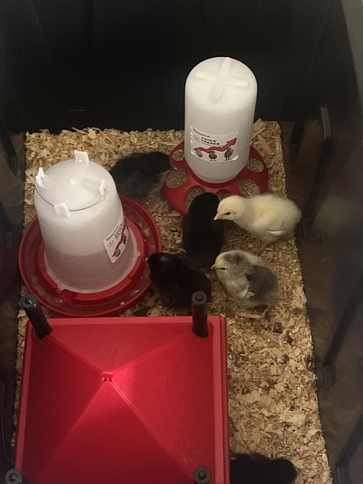 2-in-1 Chick Starter Set: 0.3 Gal Feeder & 0.4 Gal Waterer Red customer photo 2