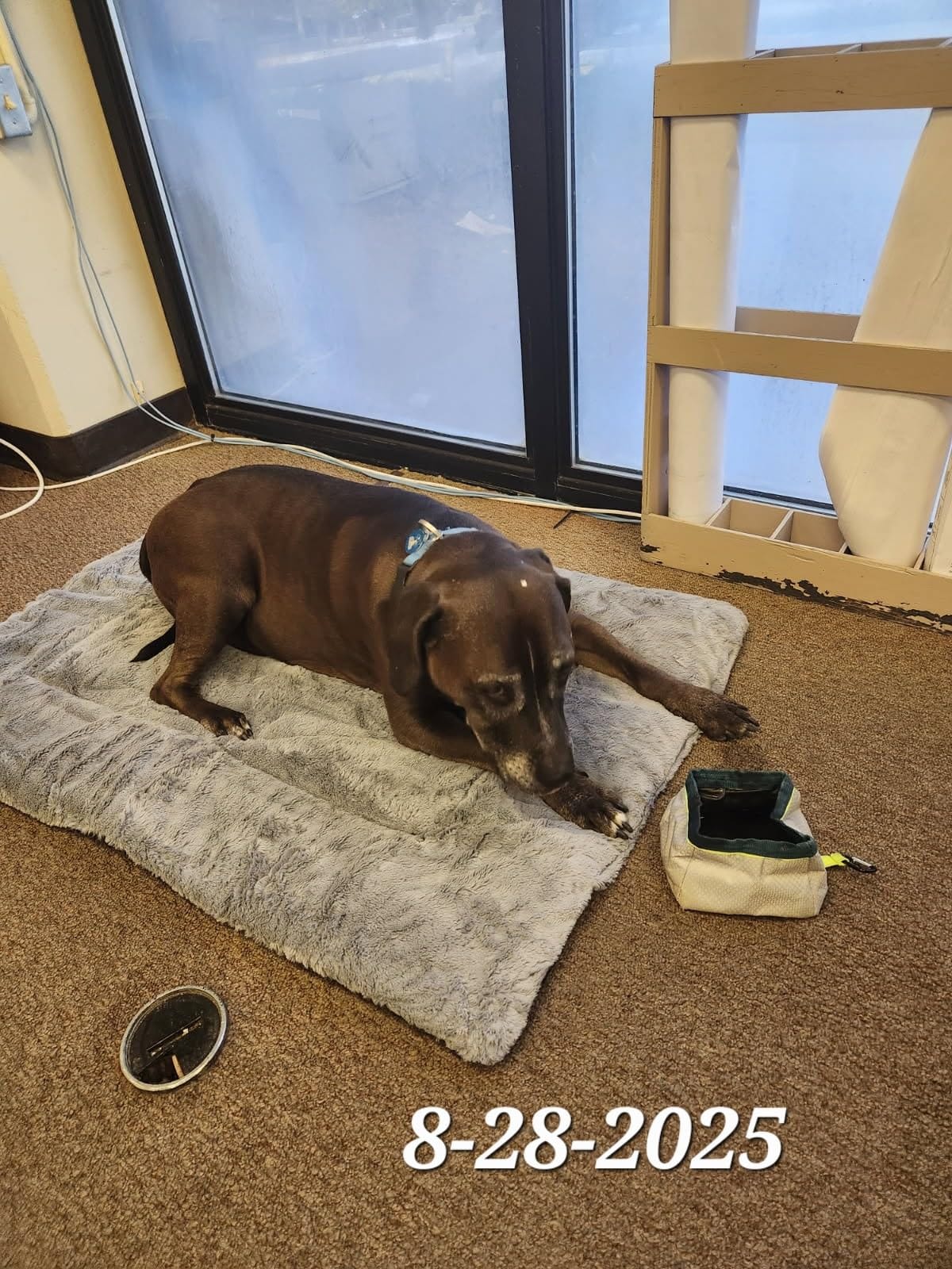 Dog Crate Pad Washable Dog Bed for Crate Large Cozy Mat 42-Inch Gray customer photo 2