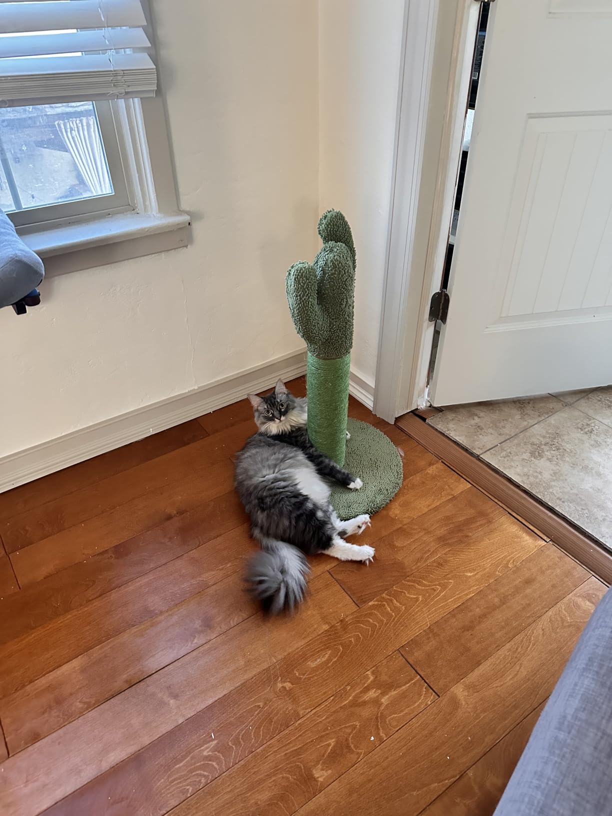 Amazon Basics Cat Scratching Post, Indoor Cactus with Natural Sisal for Kittens with Dangling Ball Toy, Medium, 25.6