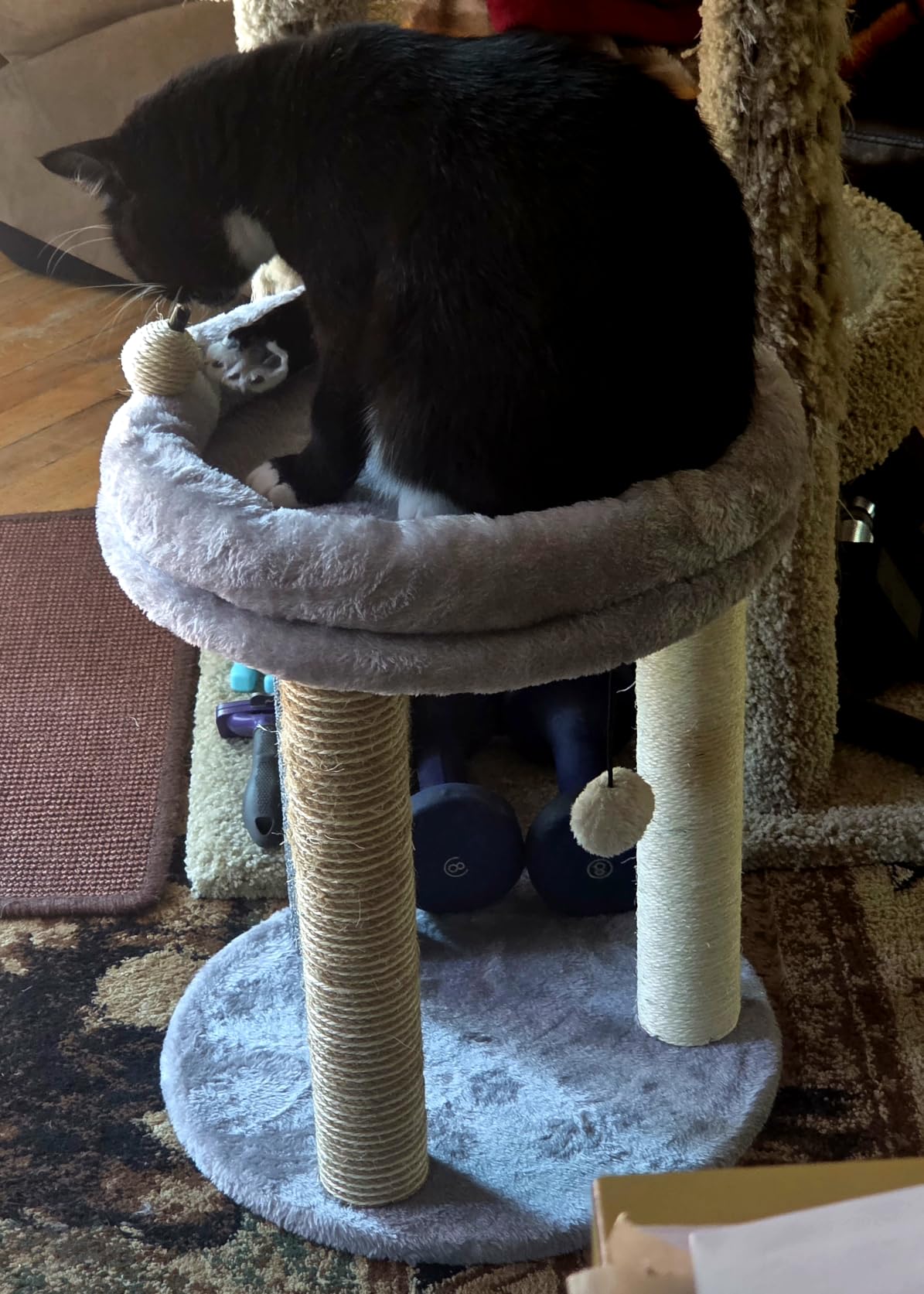 MECOOL 4in1 Small Cat Tree,Scratching Post with Tower Soft Bed, Sisal Carpet Jute Posts with Three Hanging Ball Toys and Massage Brush for Indoor Cats and Kittens customer photo 1