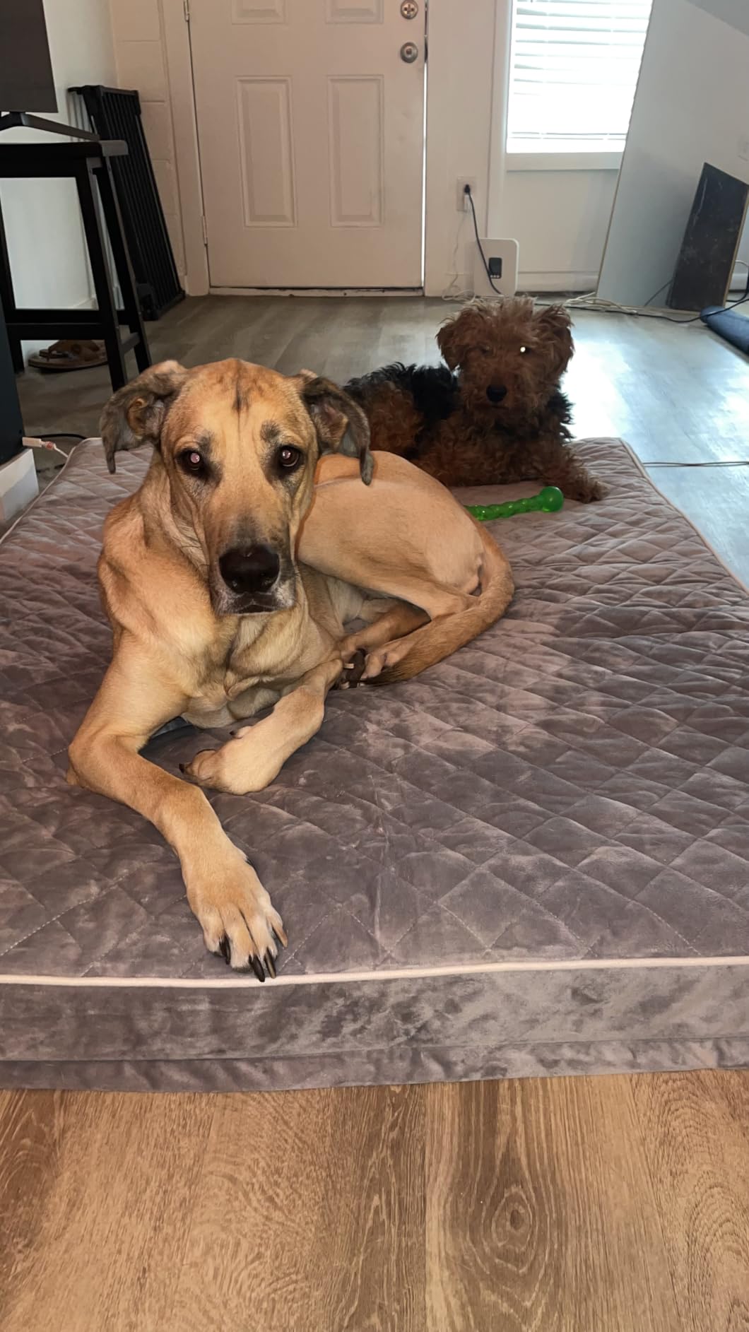 WNPETHOME Orthopedic Waterproof Extra Large Senior Dogs Bed for Comfy Sleep customer photo 2