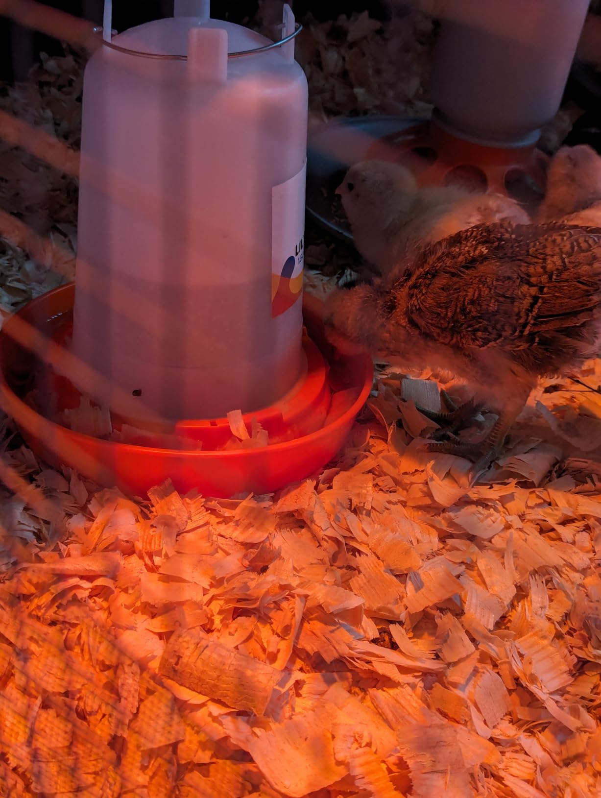 Lil'Clucker 1L Chick Feeder, 1.5L Chicken Waterer - No Leakage Chick Feeder and Waterer Kit, Hanging Baby Chick Waterer, Durable Chicken Water Feeder, Chicken Feeder and Waterer Set, Poultry Waterer customer photo 1