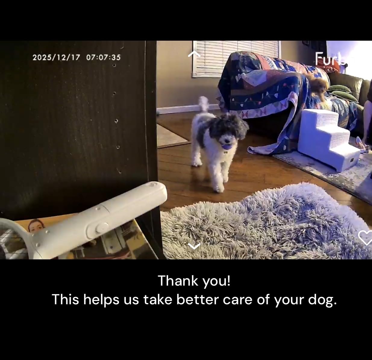 Furbo 360° Dog Camera [Paid Plan Required to Activate] customer photo 2