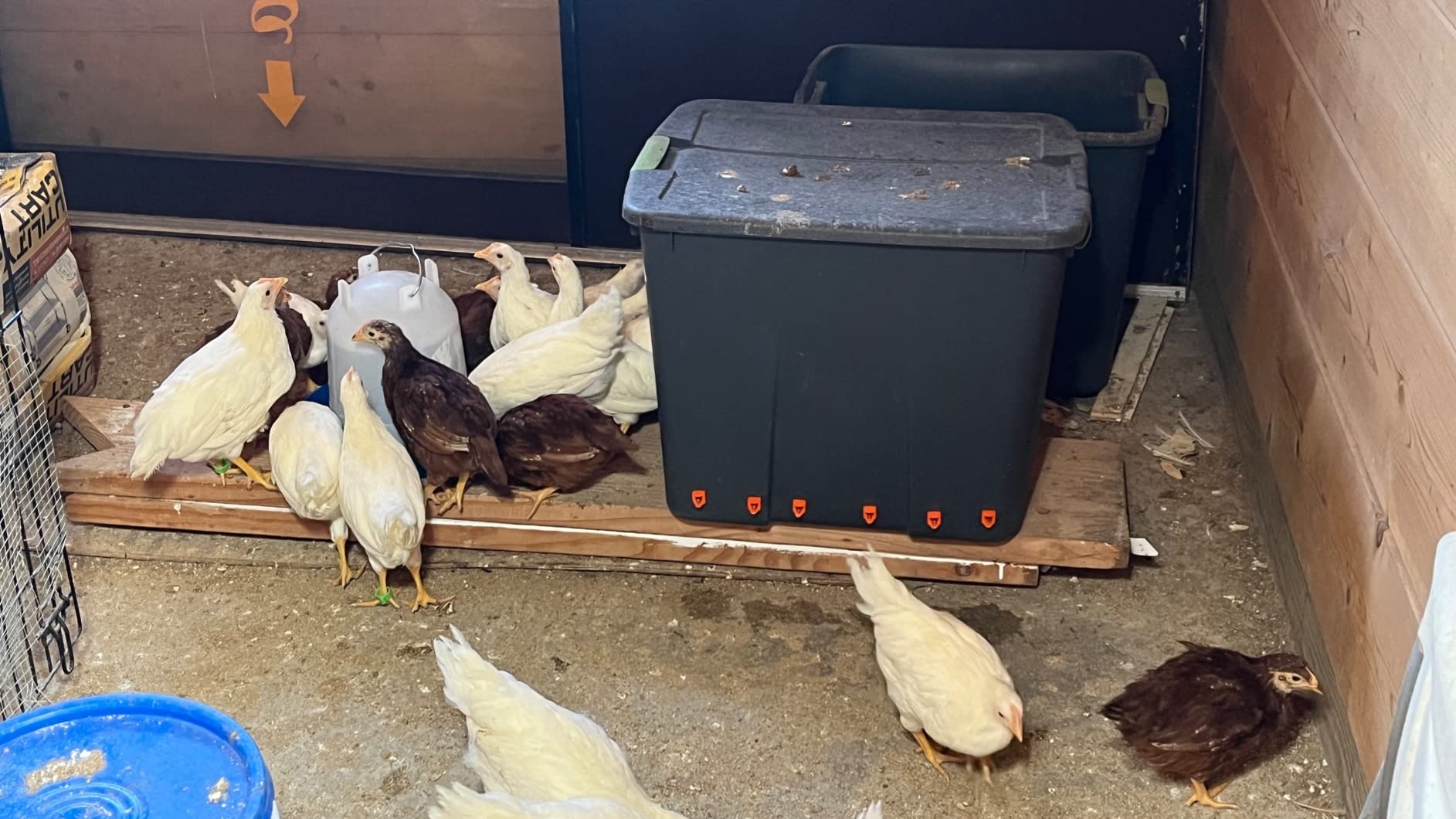 Lil'Clucker Horizontal Chicken Waterer Nipples, Pack of 15 Chicken Nipple Waterer with Drill Bits, Easy Install Automatic Chicken Waterer System, No Leak Chicken Water Feeder, Poultry Waterer - Orange customer photo 1