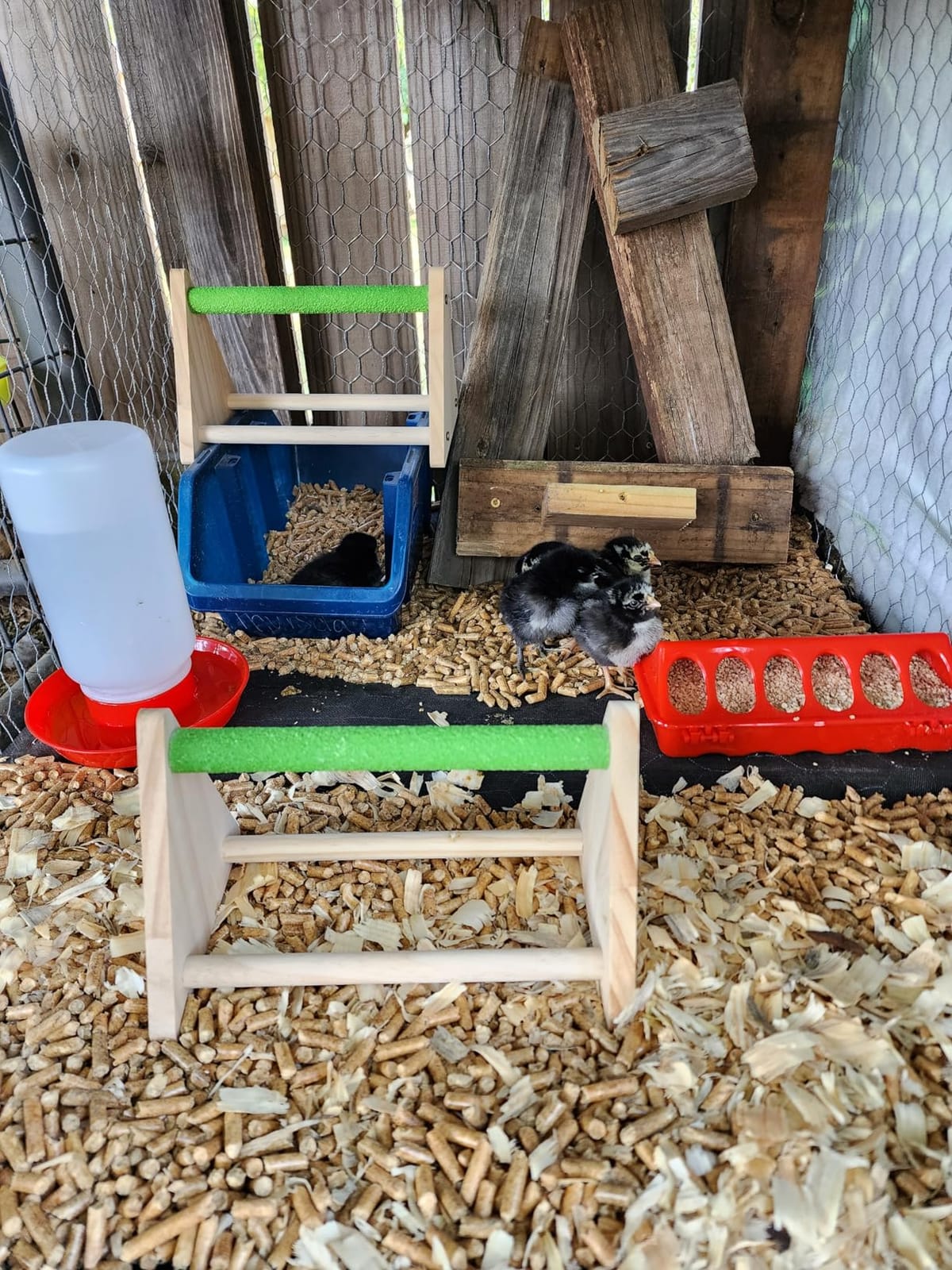Chick Feeder and Waterer Kit with Chick Perch, 1l Chick Waterer, Flip Top Poultry Feeder, Chick Starter Kit for Chick Brooder, Baby Chicken Supplies for Baby Chick, Duck and Quail customer photo 1