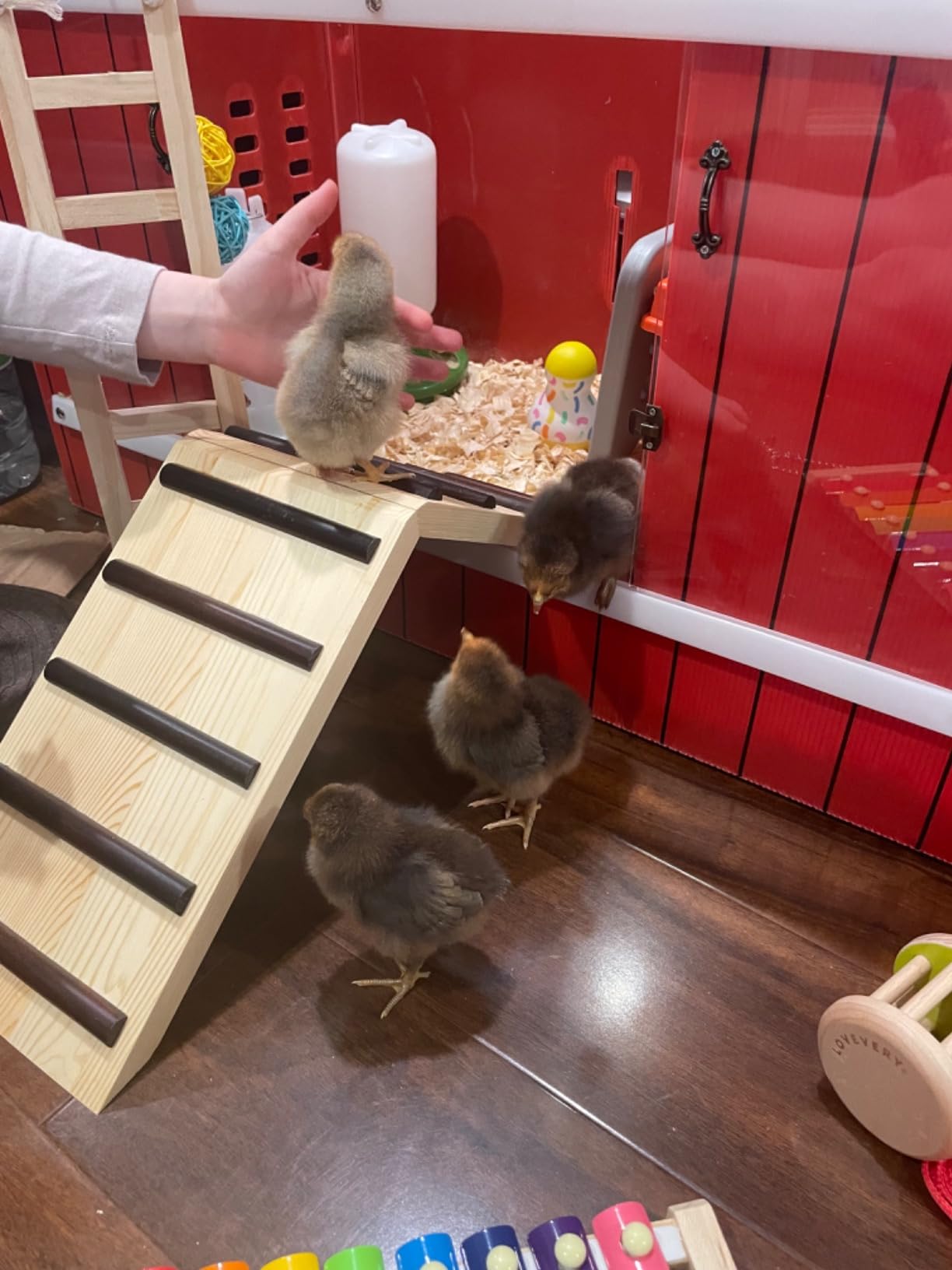RentACoop Little Red Barn Chick Brooder customer photo 2