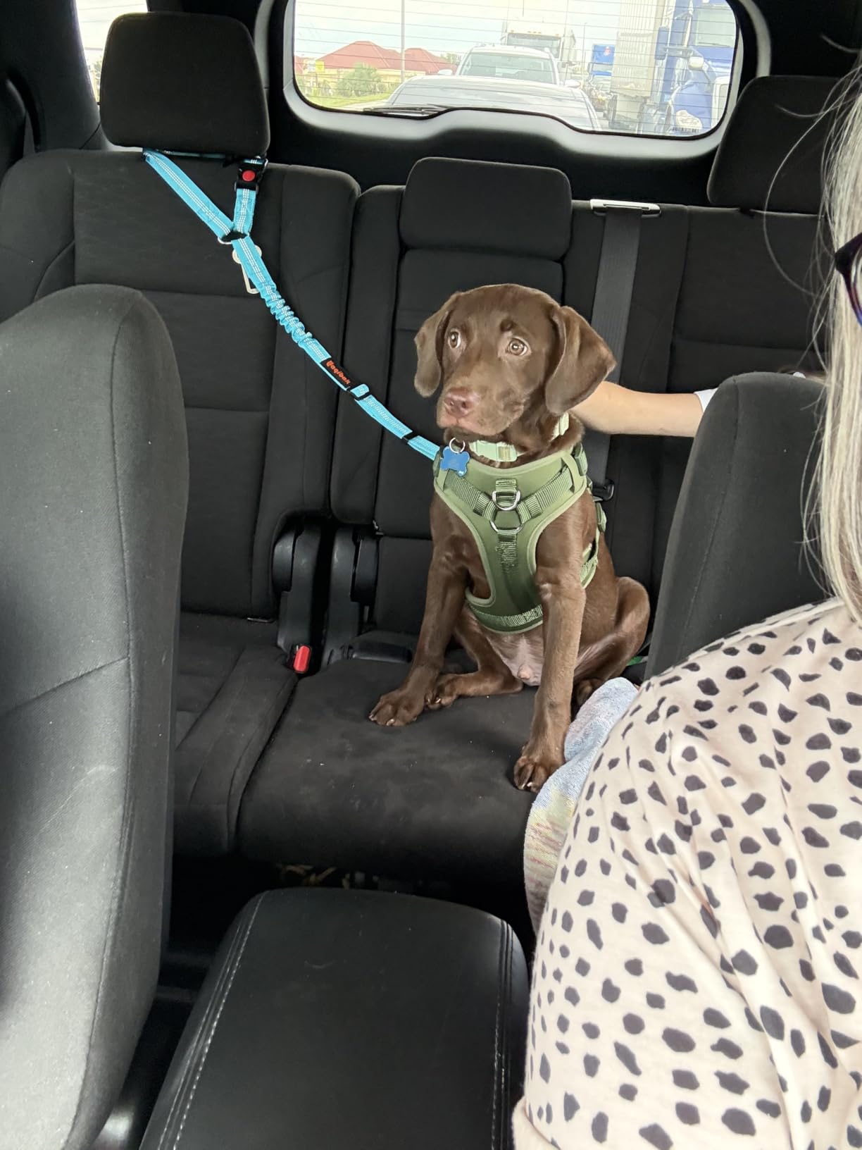 Removable Dog Seat Belt Harness for Car, 3 in 1 Pet Dog Car Seatbelt Leash, Retractable Restraint Secures to Vehicle Headrest & Adjustable Reflective Bungee Dog Seatbelt Tether, Blue and Black customer photo 1