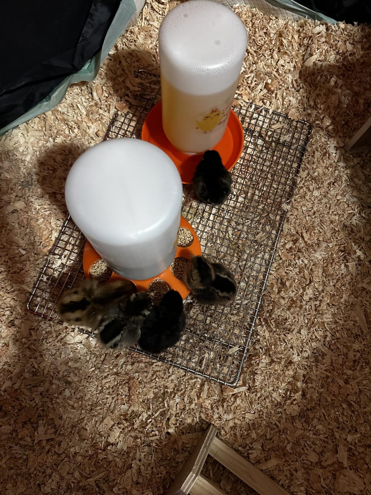 TGEYD Chick Feeder and Waterer Set – Automatic 1L Chicken Feeder and Waterer for Baby Chicks, Ducks, and Quail – Brooder Starter Kit & Chicken Coop Accessories customer photo 1