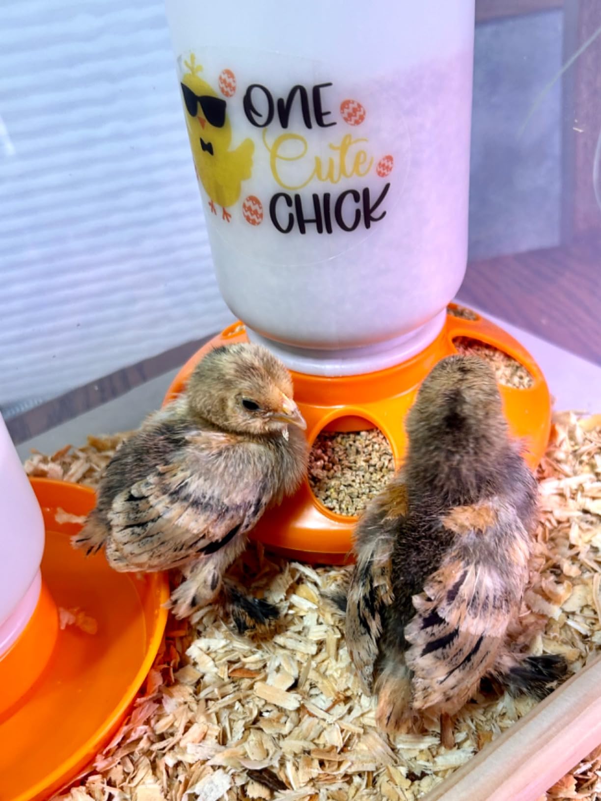 TGEYD Chick Feeder and Waterer Set – Automatic 1L Chicken Feeder and Waterer for Baby Chicks, Ducks, and Quail – Brooder Starter Kit & Chicken Coop Accessories customer photo 2