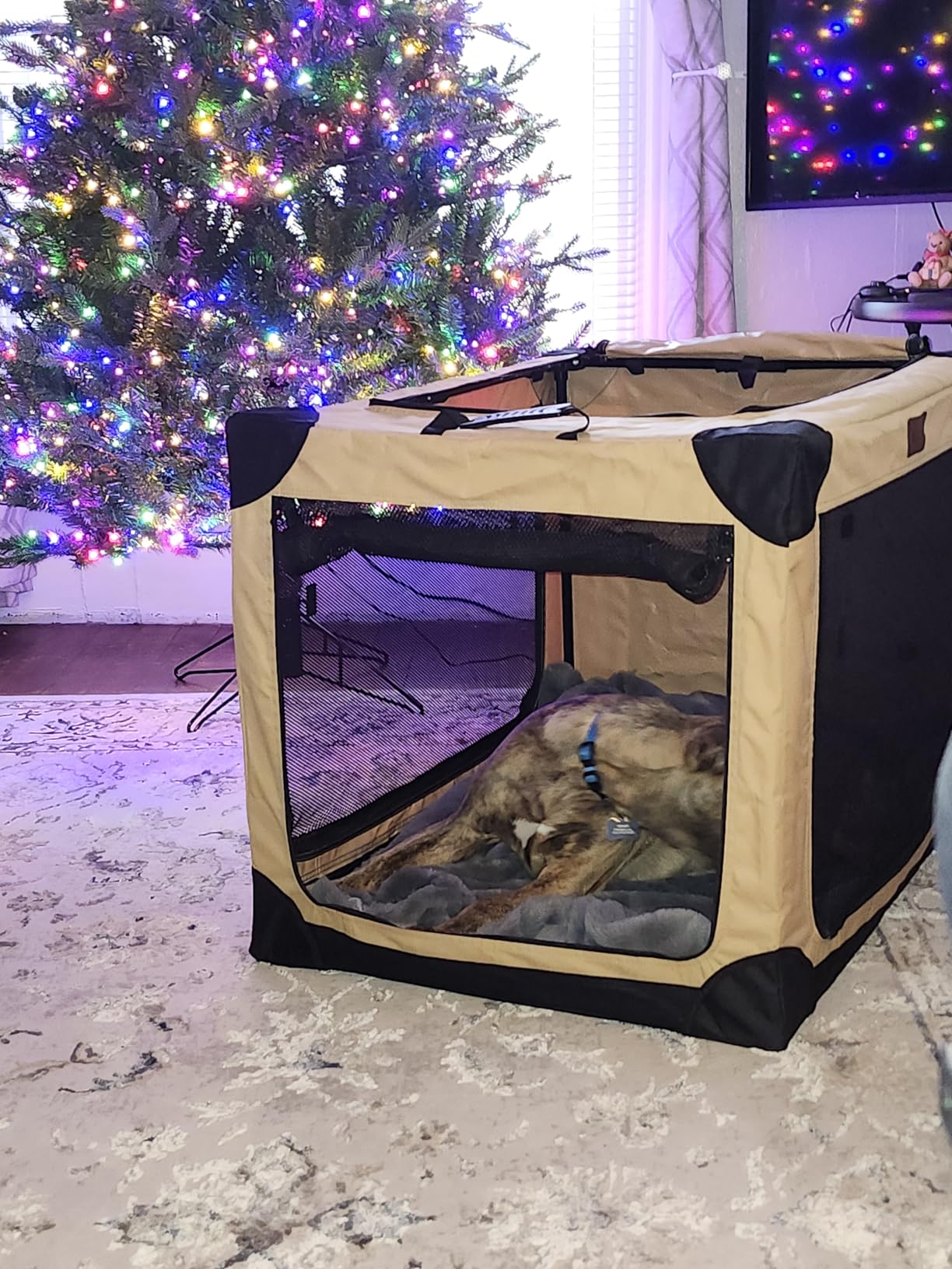 Garnpet 36 Inch Collapsible Soft Dog Crate for Large Dogs, 4-Door Foldable Travel Dog Kennel with Durable Mesh Windows for Indoor & Outdoor Portable Pet Crate, Soft Side Dog Crate, Beige customer photo 2