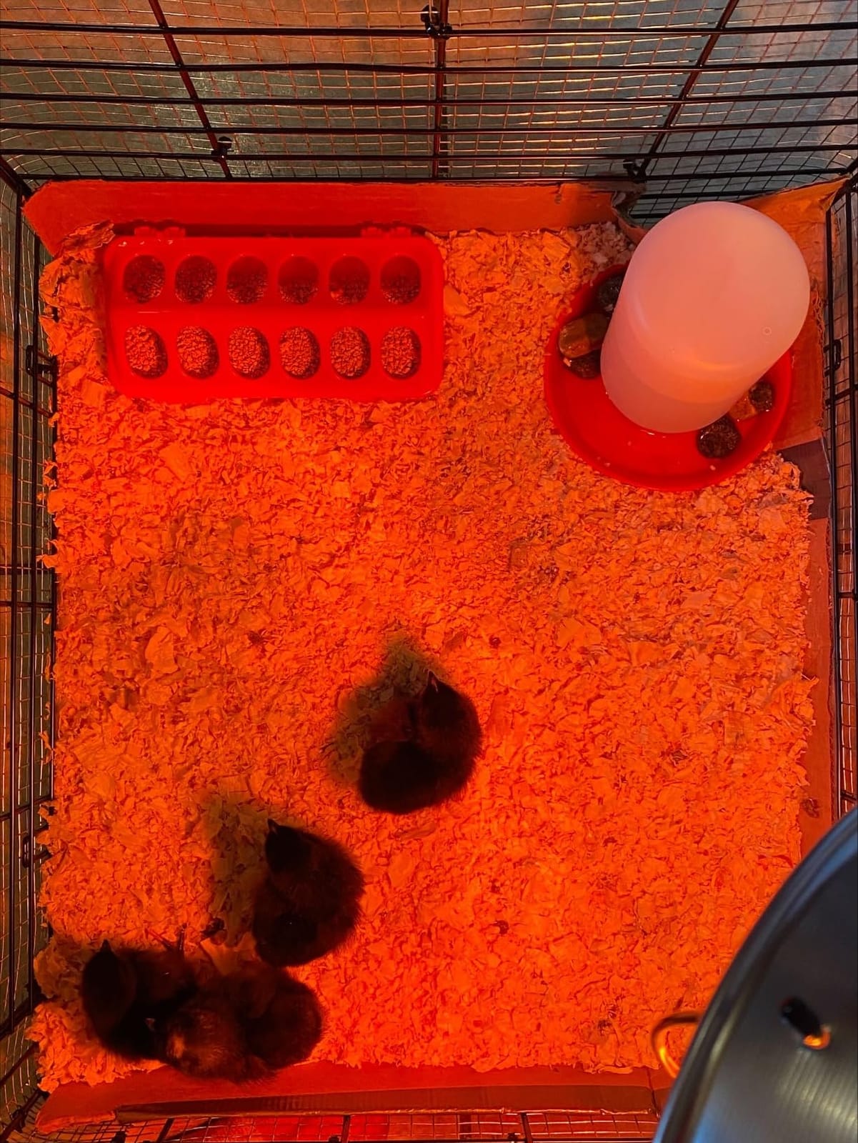 Chick Feeder and Waterer Kit, Chick Feeder Trough and 0.3 Gallon Chick Waterer, No Waste Baby Chick Starter Kit for Chicks, Ducks, and Quail customer photo 2