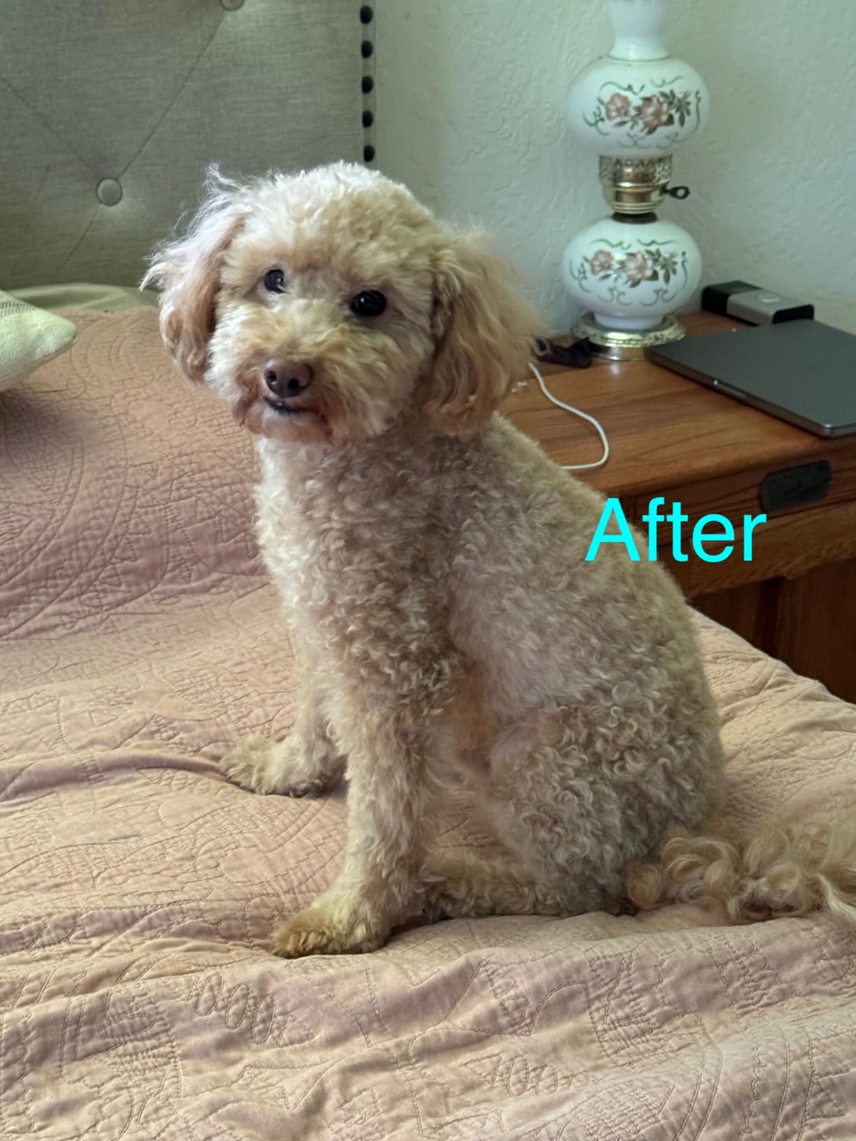 Dog Clippers Grooming Kit and Paw Trimmer for Heavy Thick Hair&Coats customer photo 1