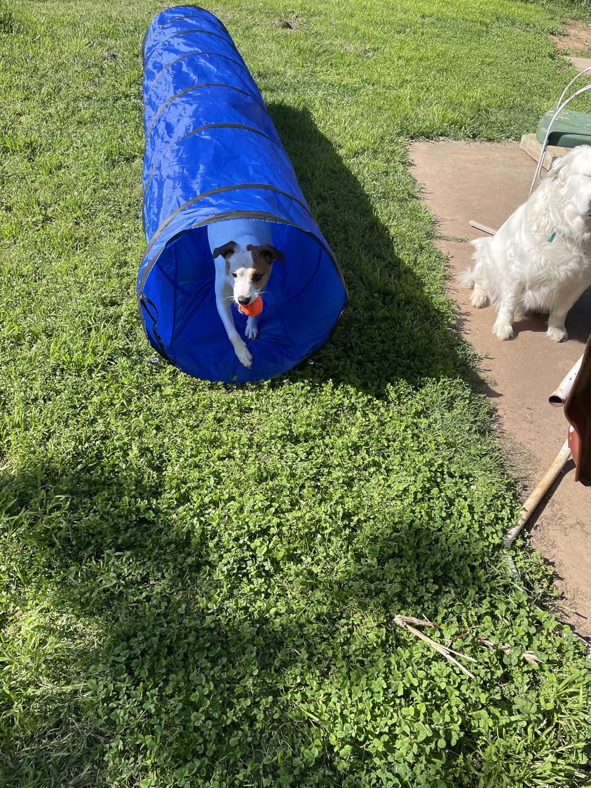 10FT Dog Agility Tunnel - Tear-Resistant Oxford Cloth Training Tunnel for All Breeds, Indoor/Outdoor Use with 4 Stakes & Carry Bag(Blue) customer photo 1