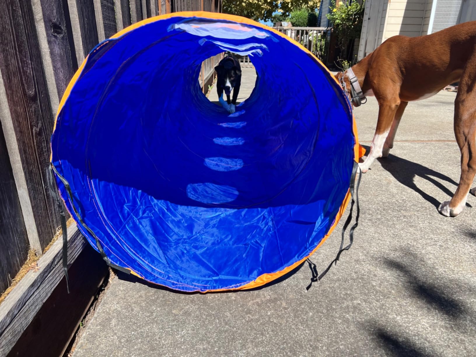 10FT Dog Agility Tunnel - Tear-Resistant Oxford Cloth Training Tunnel for All Breeds, Indoor/Outdoor Use with 4 Stakes & Carry Bag(Blue) customer photo 2