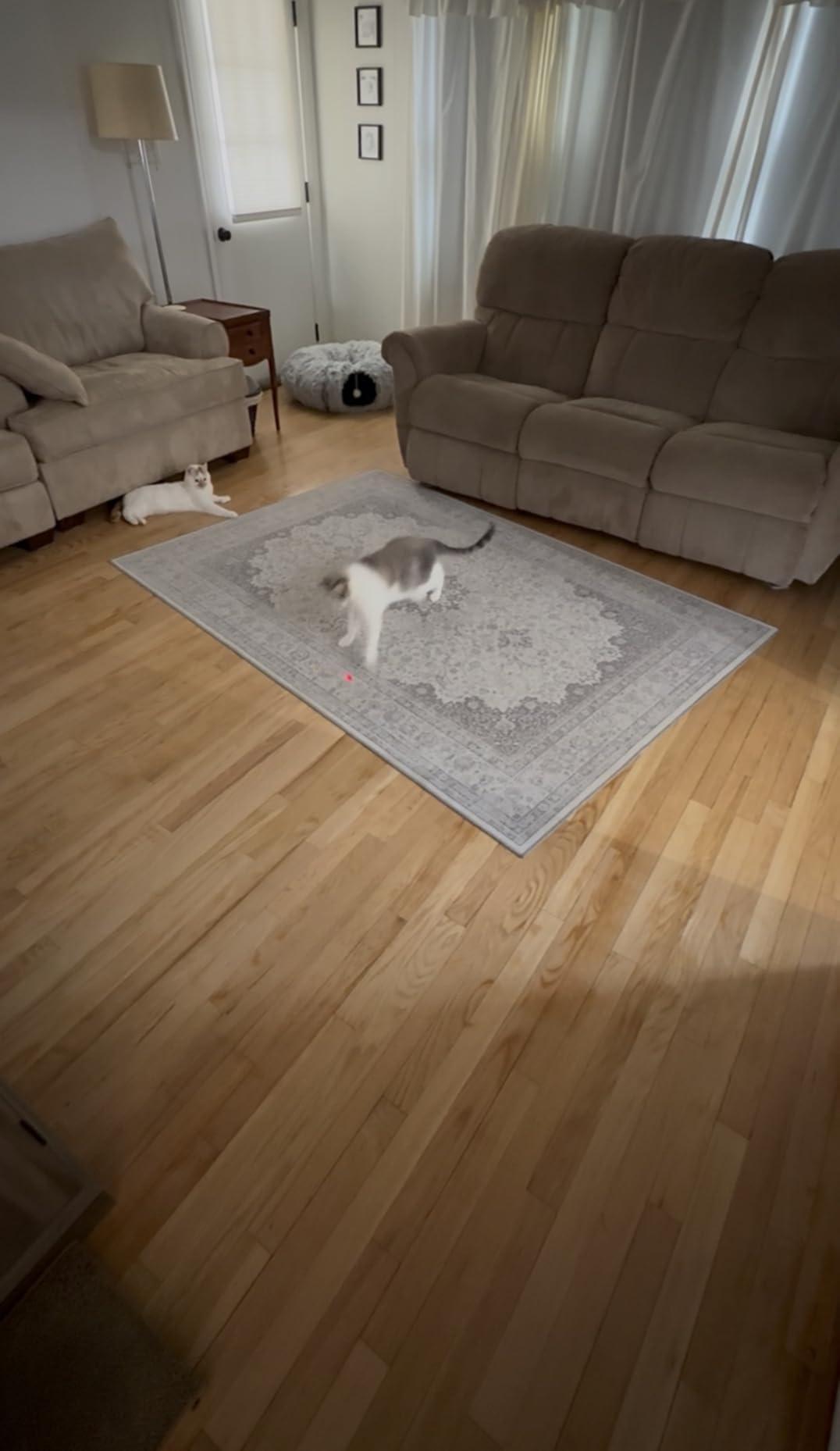 YVE LIFE Interactive Cat Toys Laser for Indoor Cats,Automatic Kitten Toys customer photo 1