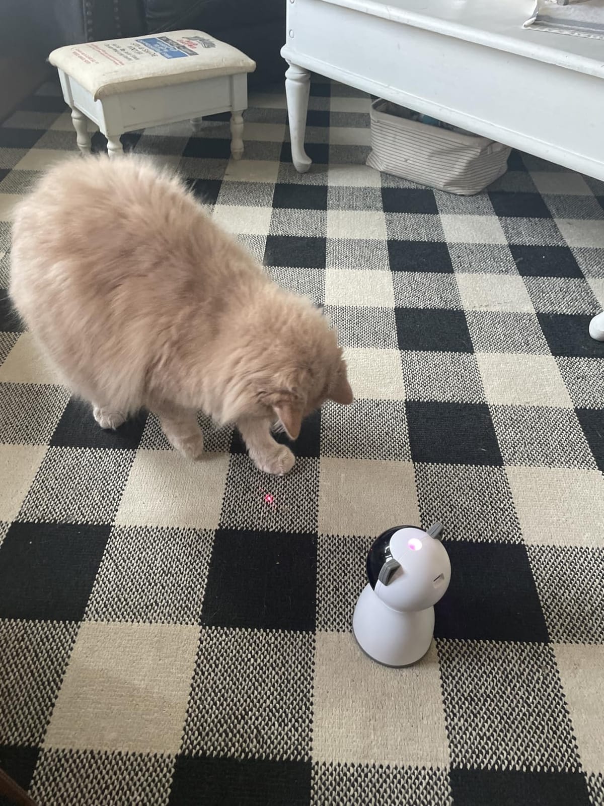 YVE LIFE Interactive Cat Toys Laser for Indoor Cats,Automatic Kitten Toys customer photo 2