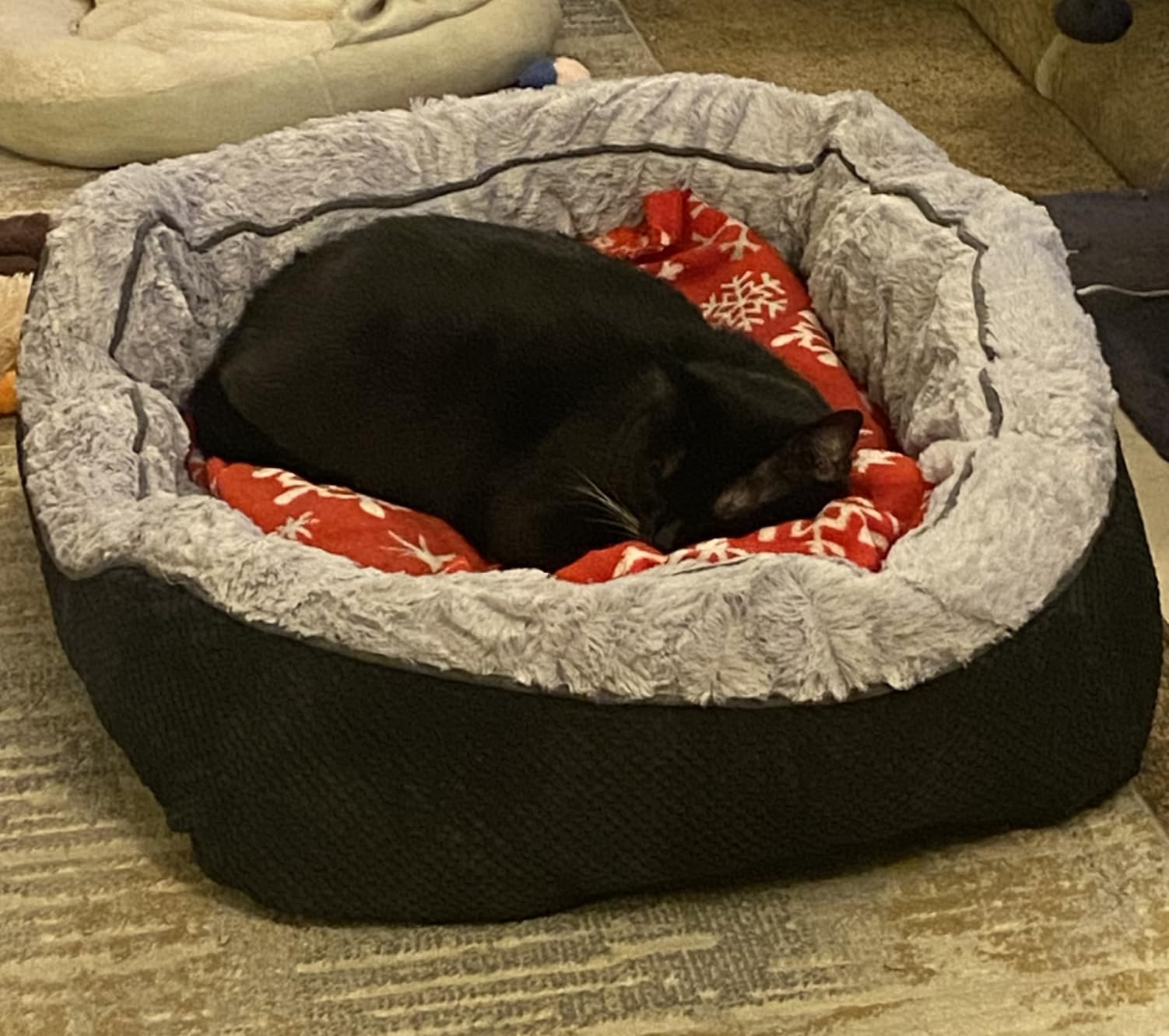 INVENHO Medium Dog Beds for Medium Dogs Washable, Rectangle Dog Bed Medium Size Dog, Orthopedic Dog Bed, Warming Soft Calming Sleeping Puppy Bed Durable Pet Bed with Anti-Slip Bottom M(30