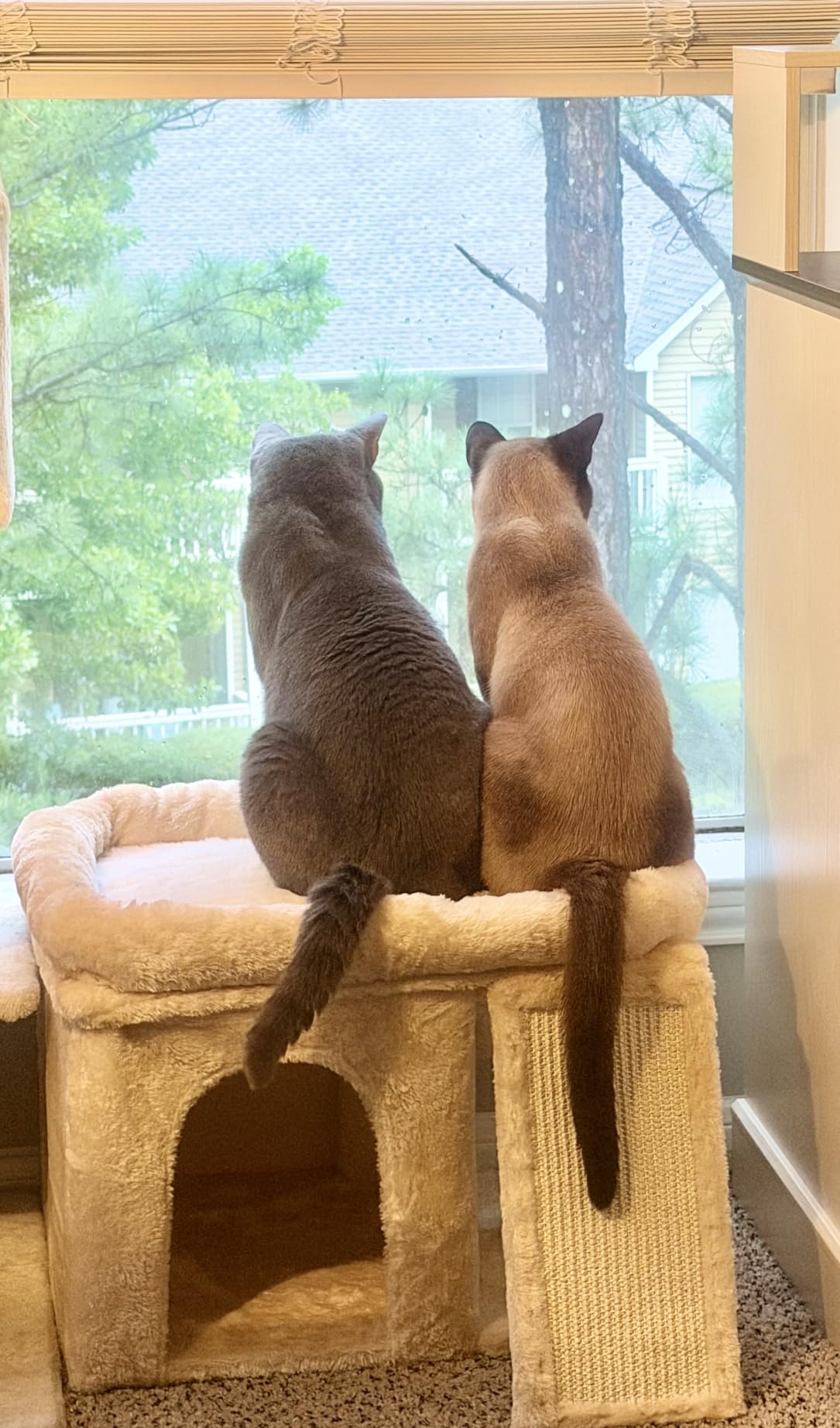 Aechonow Cat Tree for Large Cats, 20x16.5 Perch Bed for Adult Senior Cats customer photo 2