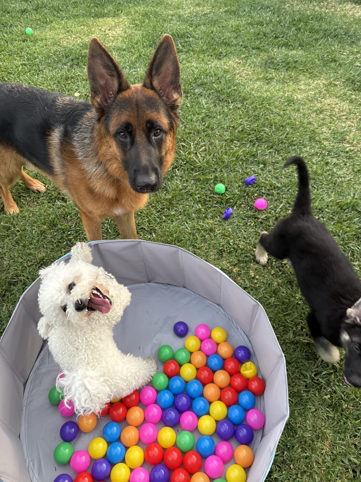 Hikiddy Large Foldable Ball Pit for Toddler Dog- 44in -Balls Not Include customer photo 2