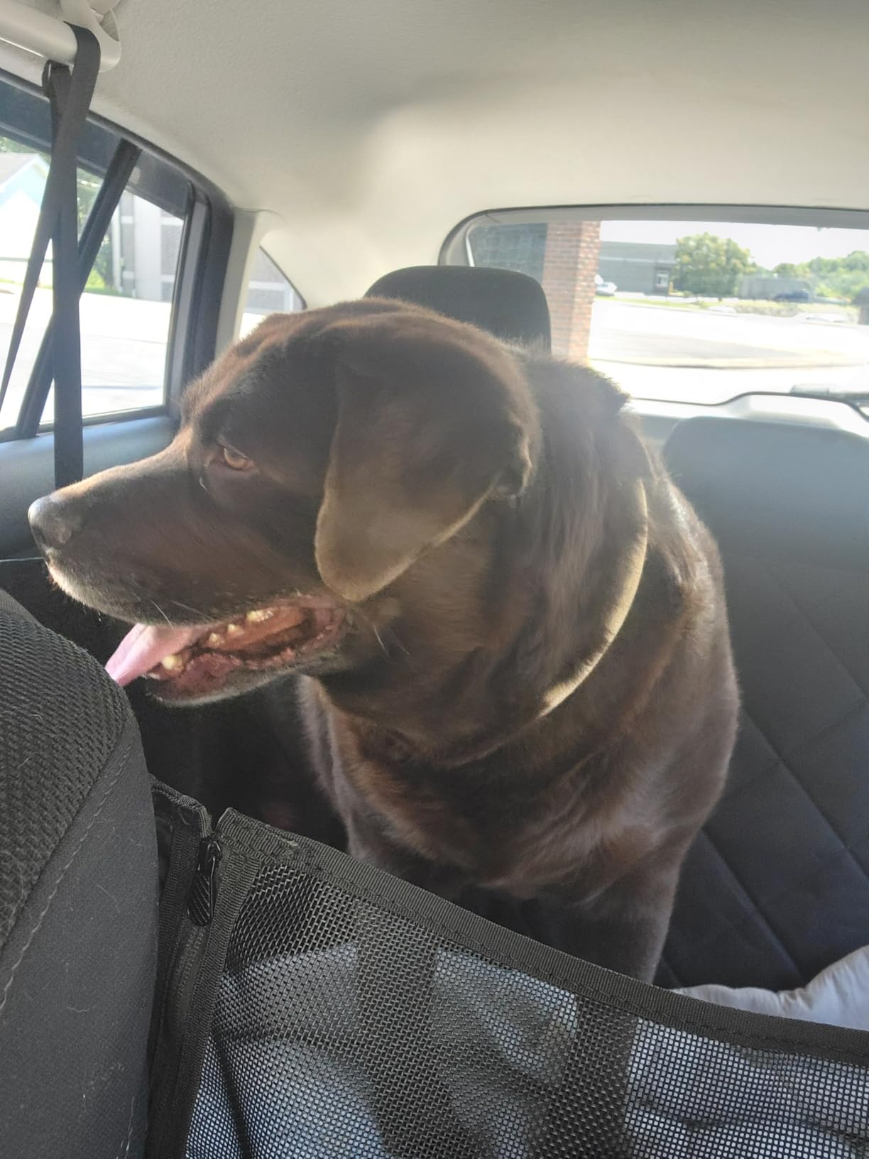 Hard Bottom Dog Car Seat Cover for Back Seat, Back Seat Extender customer photo 2
