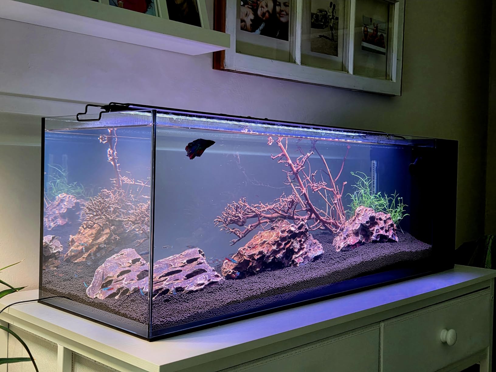 Ultum Nature Systems Dual AIO - Freshwater/Saltwater Compatible All in One Rimless Tank with Triple Chamber Filtration System, Integrated Filter Aquarium w/Leveling Mat - 17 Gallon, 40A, Black customer photo 2