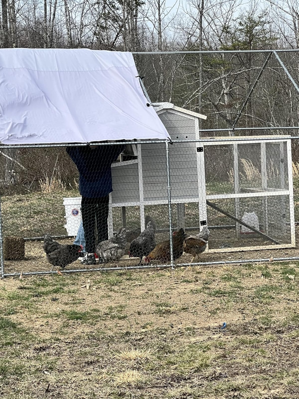 VitalCozy 2 Pcs Chicken Run Coop Cover Tarp 11.5 X 6.6 Ft White customer photo 1