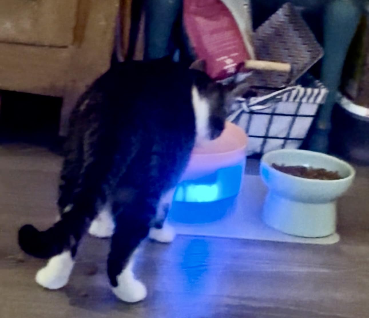 Cat Water Fountain: 108oz/3.2L Cat Fountain Super Silent Pet Drinking Dispenser - Water Fountains for Kitty Indoor - Quiet Pump and Faucet Design - Suitable for Cats and Dogs - BEMOONY customer photo 2