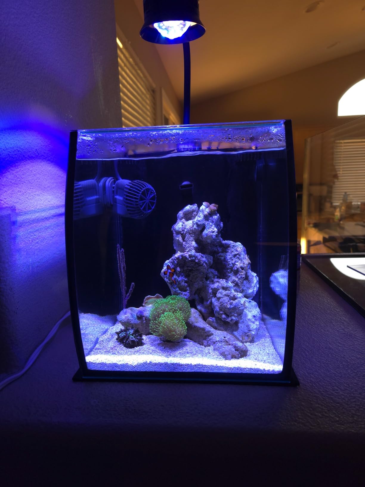 Aquatop 13.5 Gallon Bow Front Glass Aquarium Kit with Filter and LED Lighting - All in One Desktop Fish Tank, Ideal for Freshwater and Saltwater, BFK-13 customer photo 1