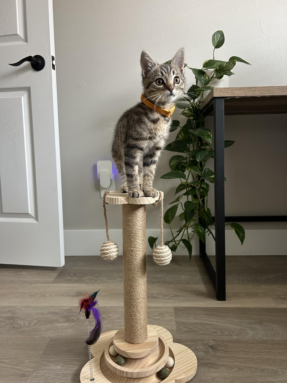 4-in-1 Solid Wood Kitten Scratching Post for Indoor Cats with Feather Toy customer photo 2