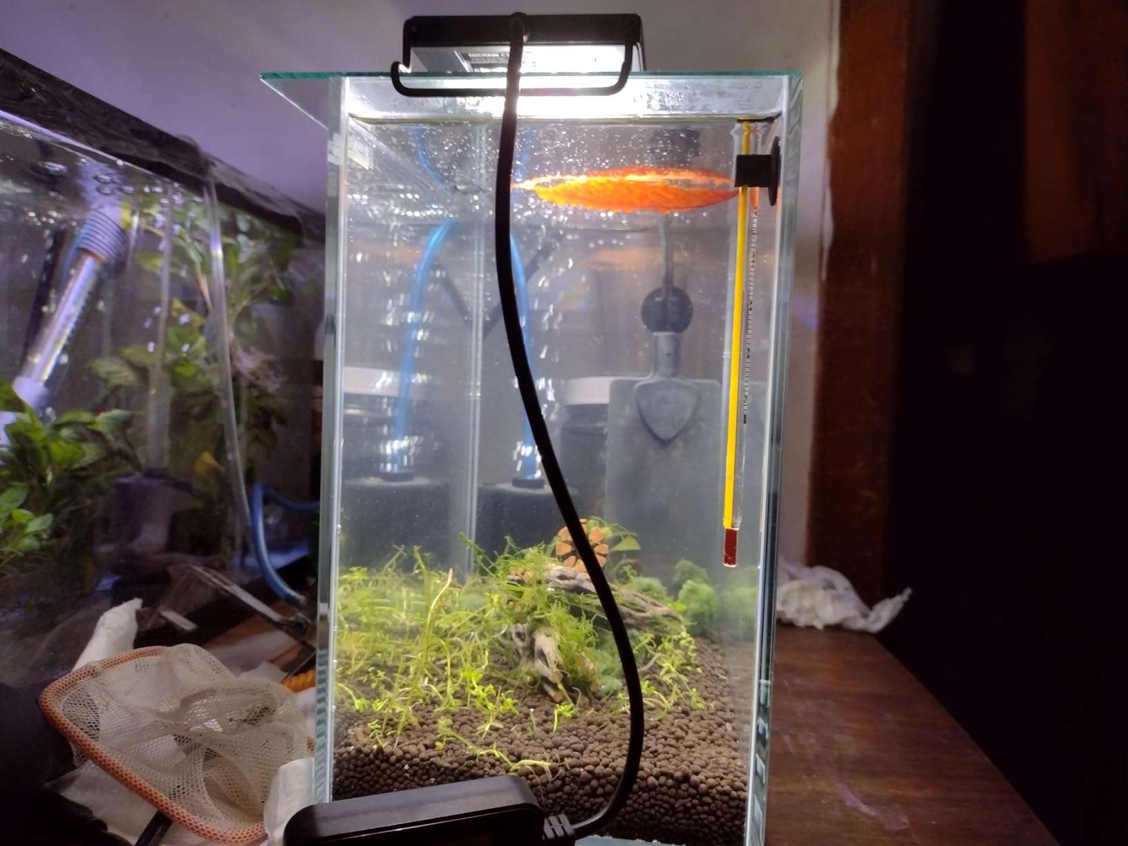 LYPHARD AQUARIUMS 2.5 Gallon Rimless Aquarium Tank, Ultra Clear Low Iron Nano Fish Tank for Betta Shrimp, L11.8×W5.5×H9.8 Glass Thickness 5mm with EVA Foam Leveling Mat customer photo 1