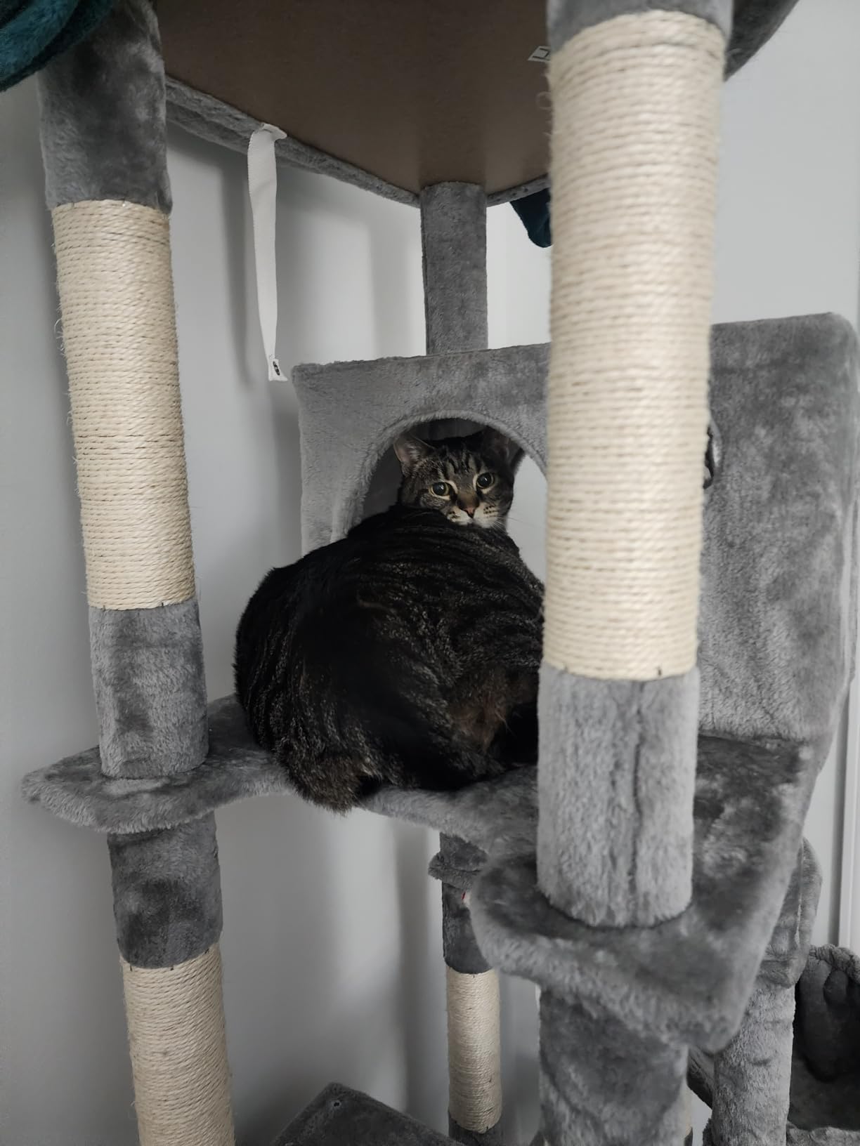 Globlazer Giant Cat Tree for Indoor Large Cats, 83in, F83, Dark Grey customer photo 1