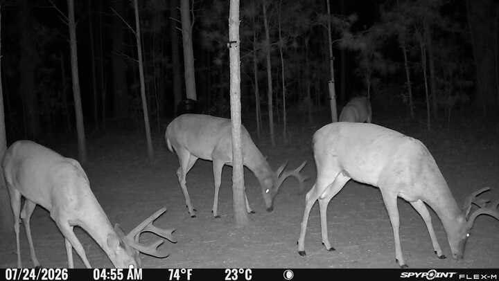 SPYPOINT Flex-M Twin, Cellular Trail Camera, Night Vision, Free Photo Plan customer photo 1