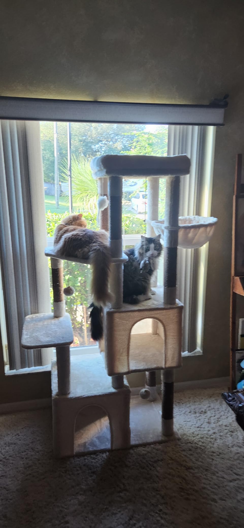 Globlazer Heavy Duty Cat Trees for Big Cats Maine Coon, F61, Dark Grey customer photo 2