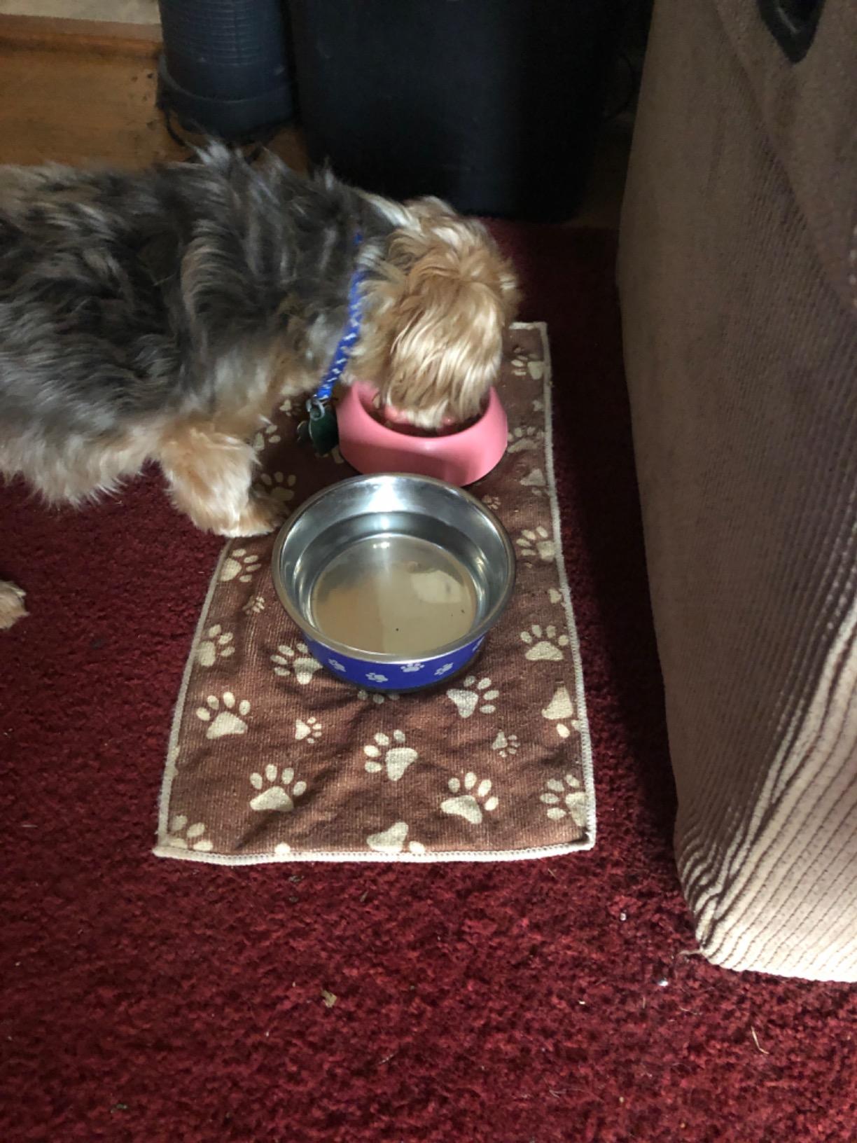 SUPERDESIGN Slow Feeder Dog Bowl 1/2 Cup for Small Medium Breed - Anti-Gulping Healthy Eating Interactive Bloat Stop Alternative Non-Slip Puzzle Cat Food Bowl, Rose Red customer photo 1