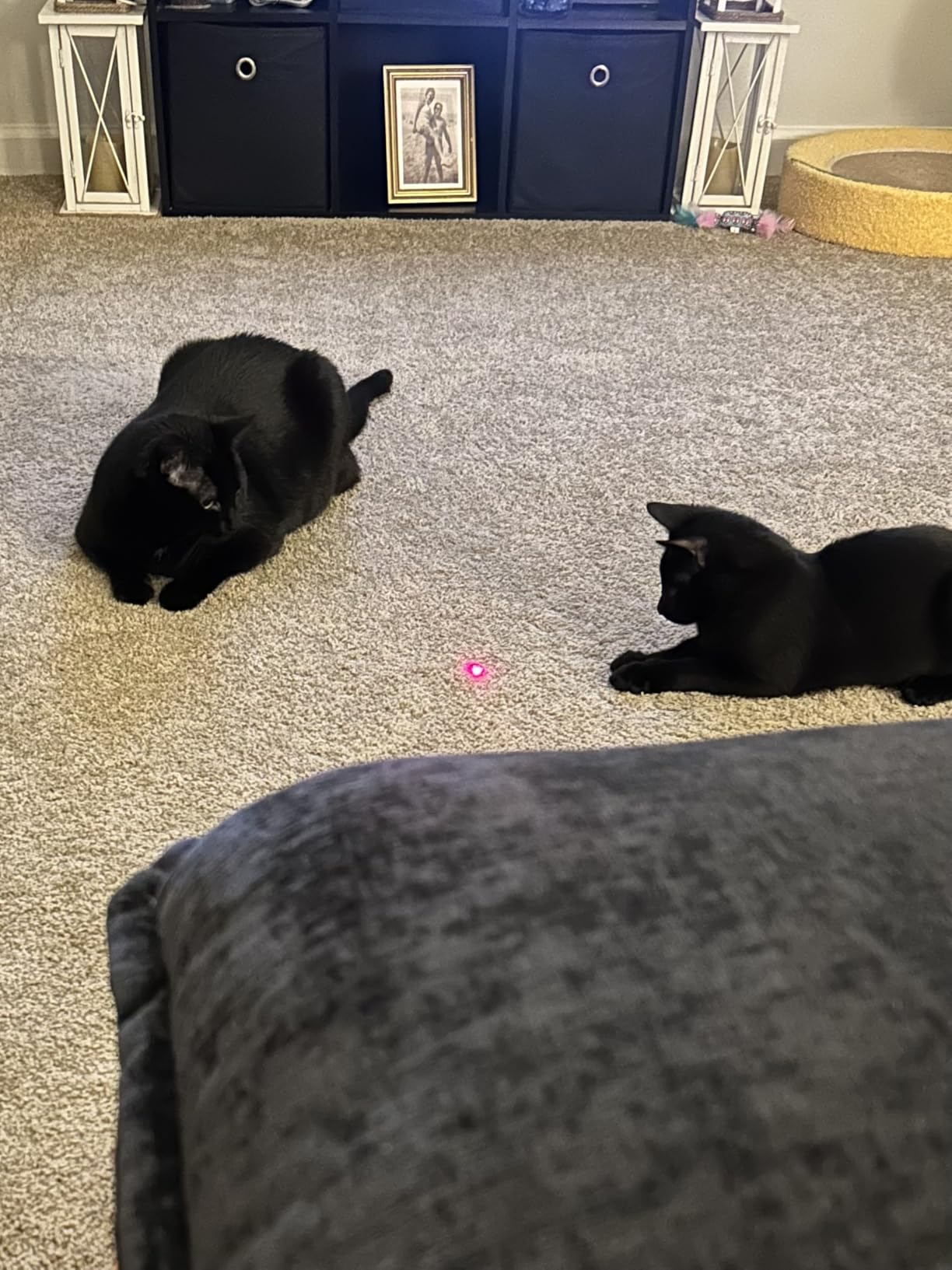 TBTeek Cat Toys, Rechargeable, 3 Light Modes & 5 Fun Patterns customer photo 1