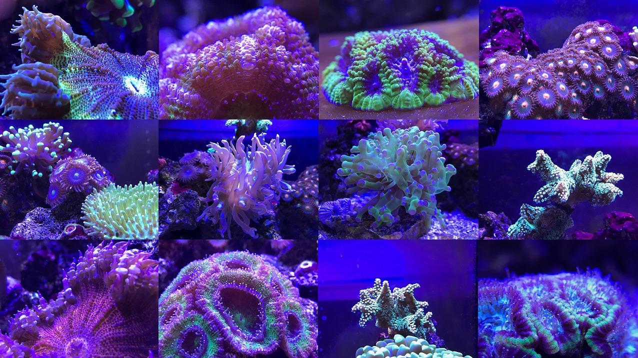 A036 5rd Reef Tank Light 36 Watts Saltwater Light with Touch Control, Reef Lights for Coral Reef Nano Fish Tank Marine Tanks with Timer & Screen customer photo 1