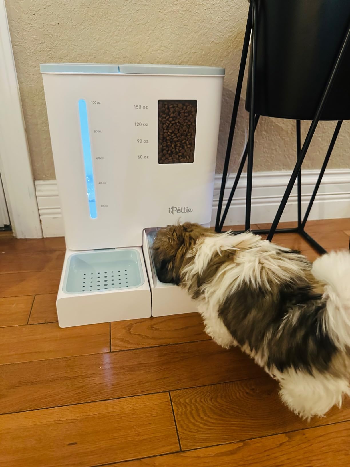 iPettie FW54 5G/2.4GHz WiFi Automatic Feeder and Waterer 2-in-1 Set for Pet customer photo 2