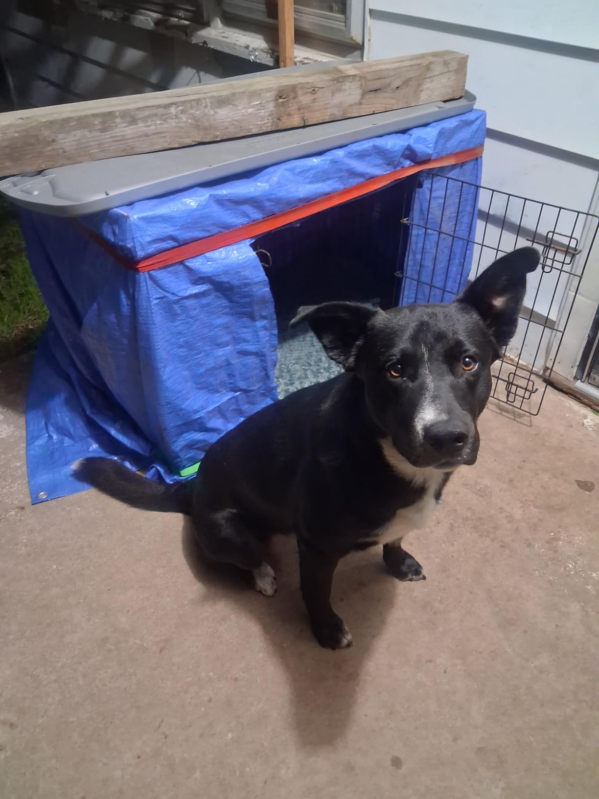 XXL Dog Bed for Crate Pad, High Resilience Foam Mat Bed, 47x29, Dark Grey customer photo 2