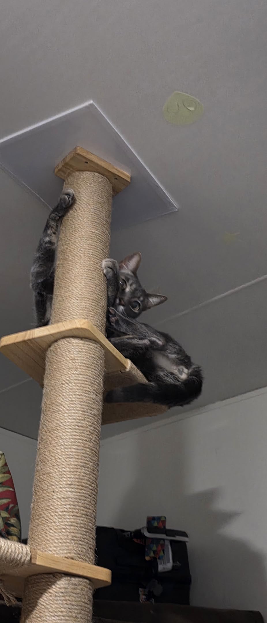 FUKUMARU Wall-Mounted Cat Tree for Small & Medium Cats customer photo 2