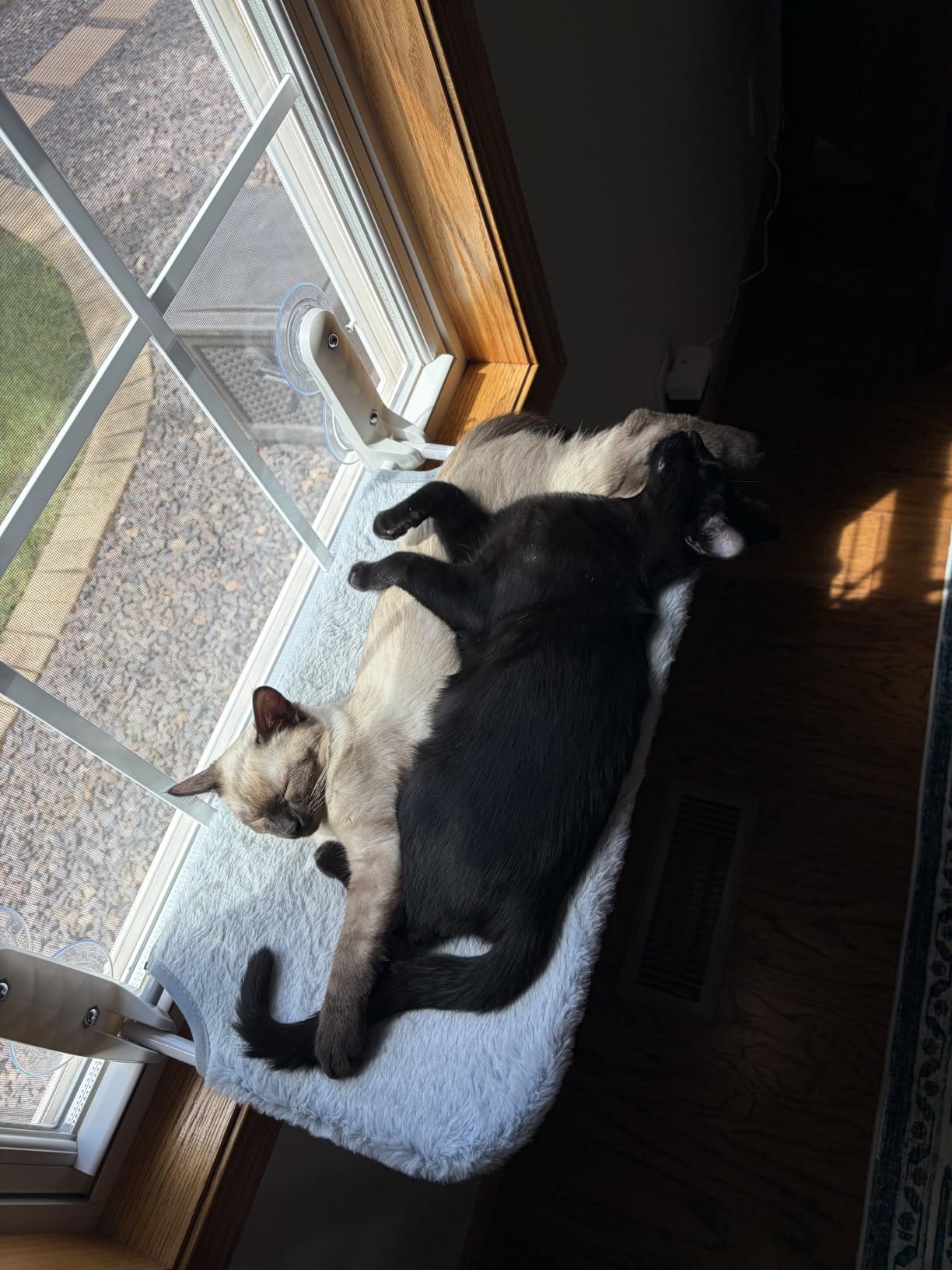 Zoratoo 2PC Cat Window Perch, Foldable & Cordless with Metal Frame, M Gray customer photo 2