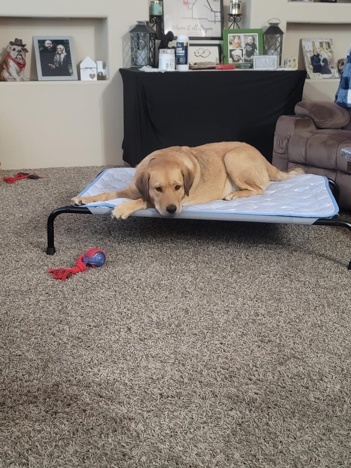 Simple Trending Raised Dog Bed for Large Dogs, Waterproof XL Dog Cot, Grey customer photo 2