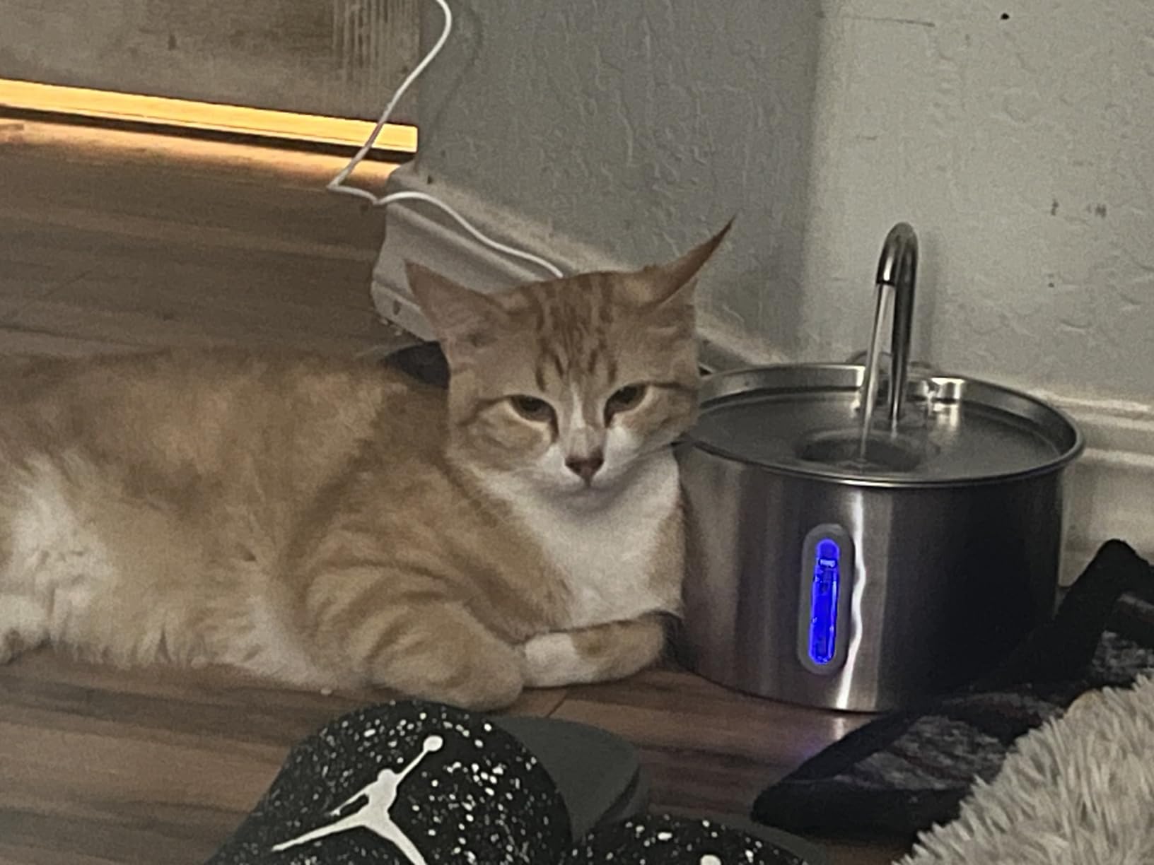 Cat Water Fountain Stainless Steel: 2.2 L Cat Fountain for Drinking - Automatic Pet Water Fountain for Cats Inside - Metal Cat Dog Water Dispenser Bowl with Faucet Water Level Window Ultra Quiet Pump customer photo 1