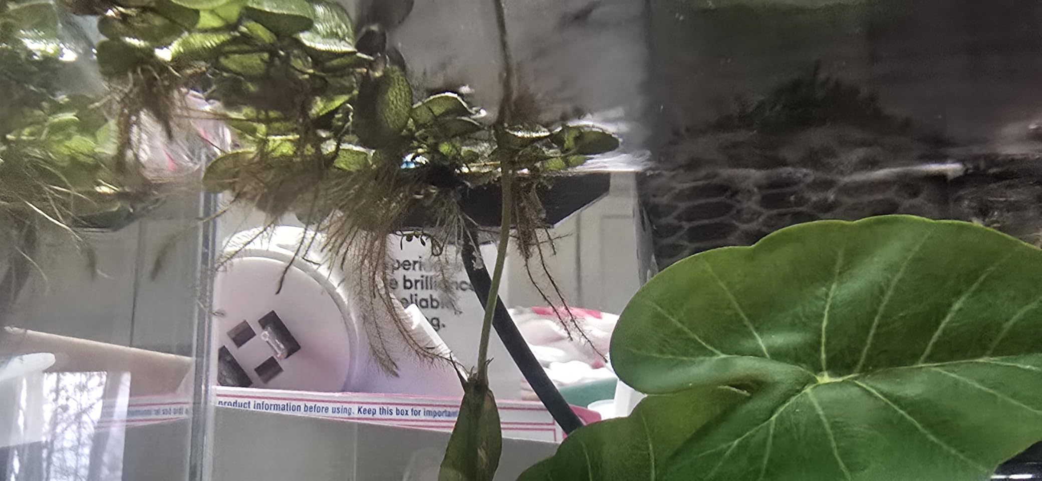 Glass Betta Aquarium Starter Kits 1.5 Gallon Small Fish Tank, Betta Fish Tank with LED Light, Power Filter, Black. 4mm Glass customer photo 1