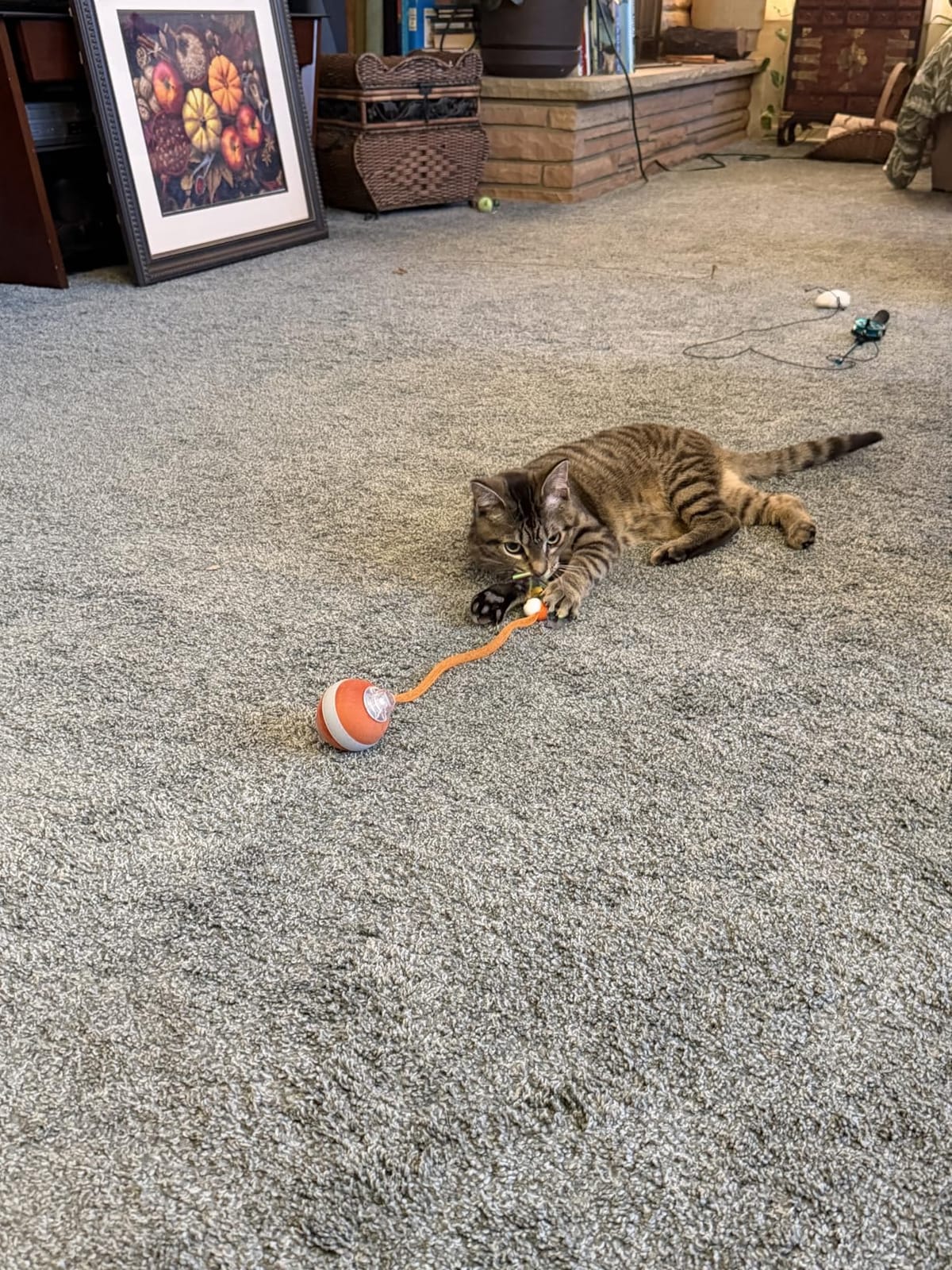 Jkanti Interactive Cat Toys for Indoor Cats,The 3rd Generation Agile Moving Cat Ball with Elastic Mesh Tail,Automatic Kitten Toys for Bored Indoor Cats,Motion Activated (Orange) customer photo 2